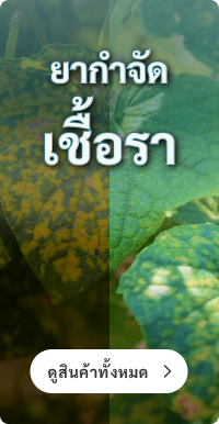 ยาฆ่าเชื้อรา